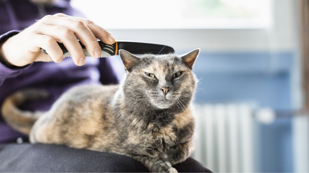 A tortoiseshell cat getting groomed with a flea comb