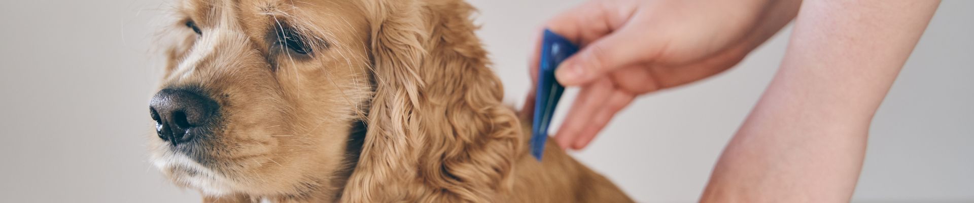 A gold shaggy dog getting checked for fleas