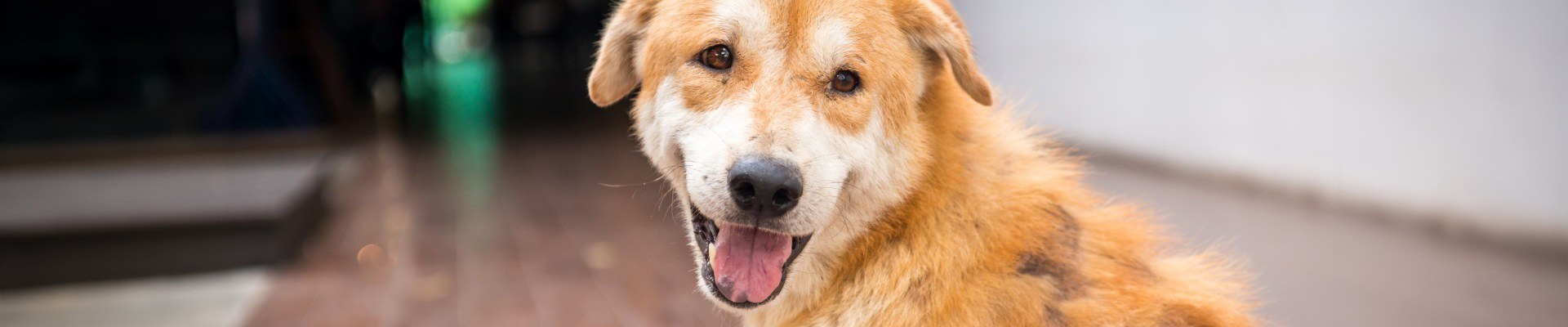 A happy Golden Retriever looking straight ahead