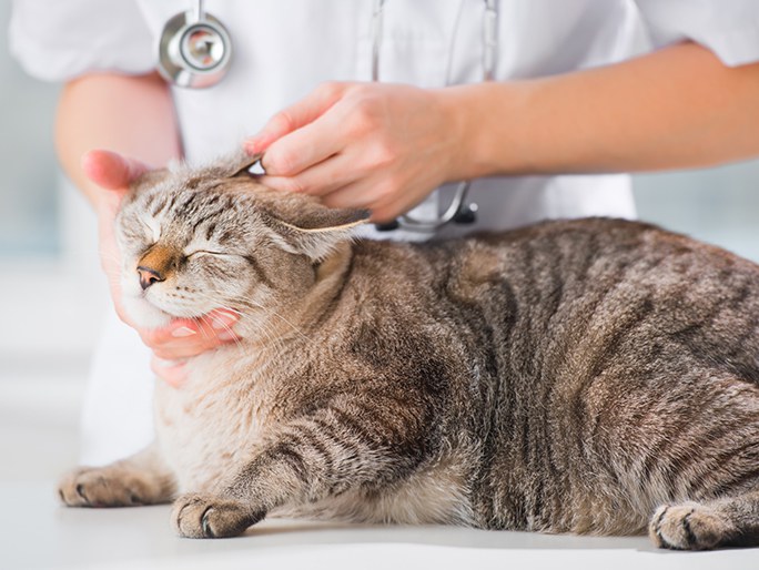 Ear mites in cats and dogs