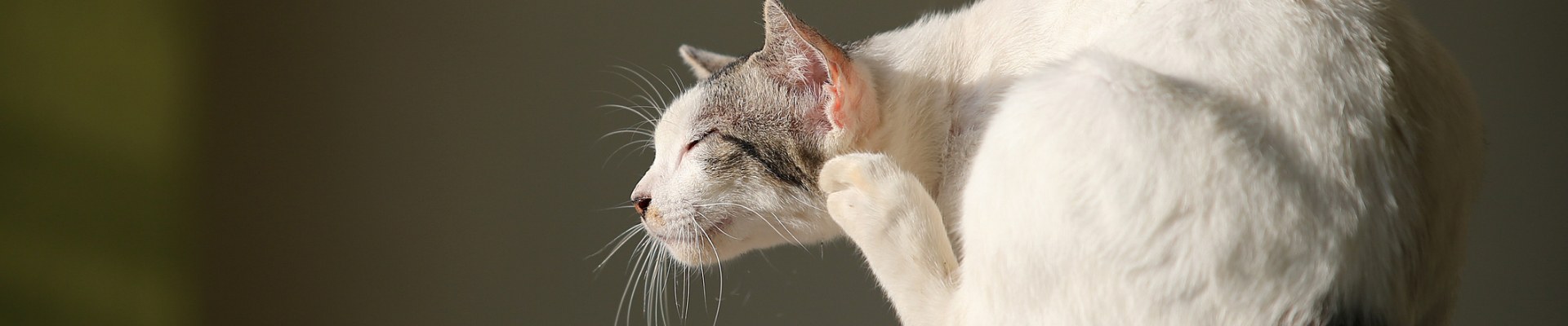 A white cat scratching behind its ear