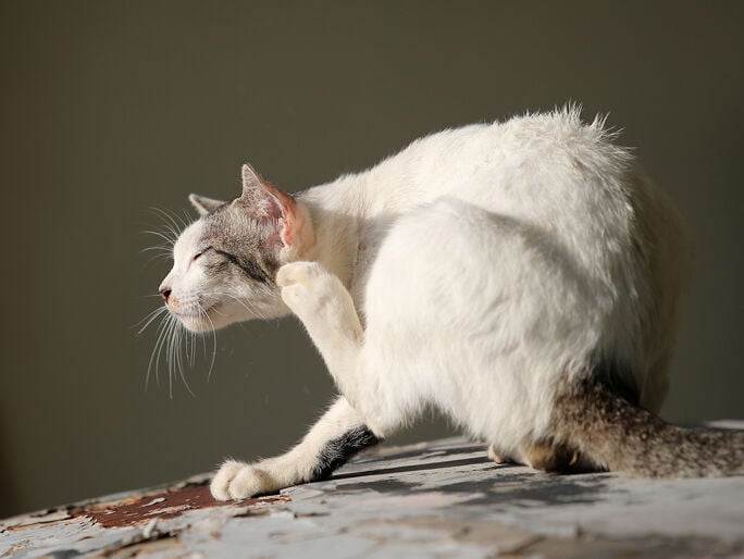 A white cat scratching its ear