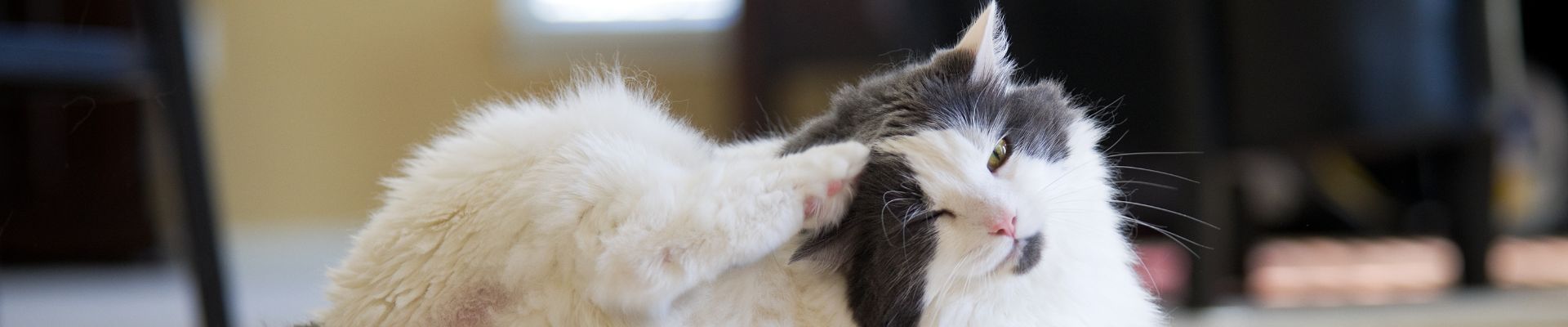 A shaggy cat scratching the top of it's head