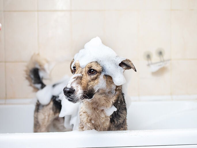 A brown dog covered in soap suds in a bath tub