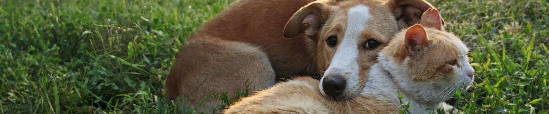 A dog resting its head on it's cat friend outside