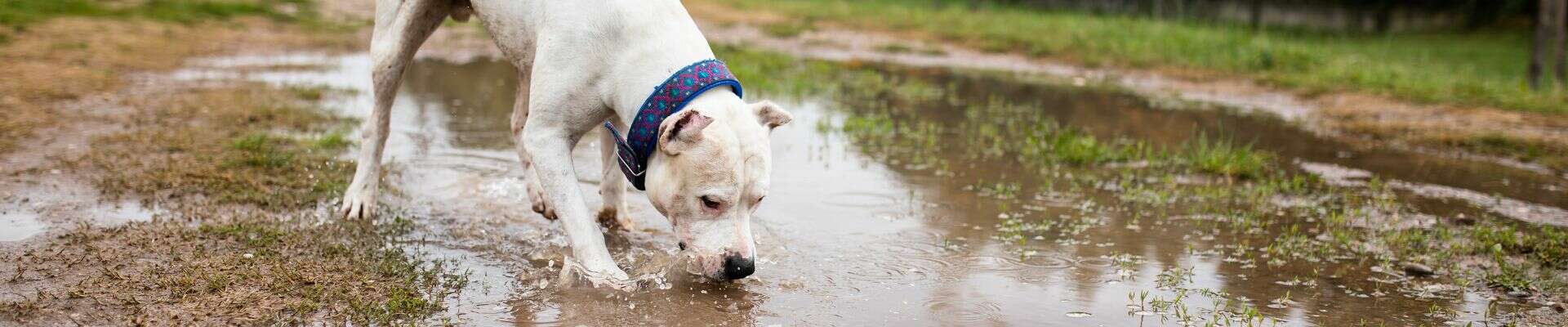 A white dog playing in a muddy puddle