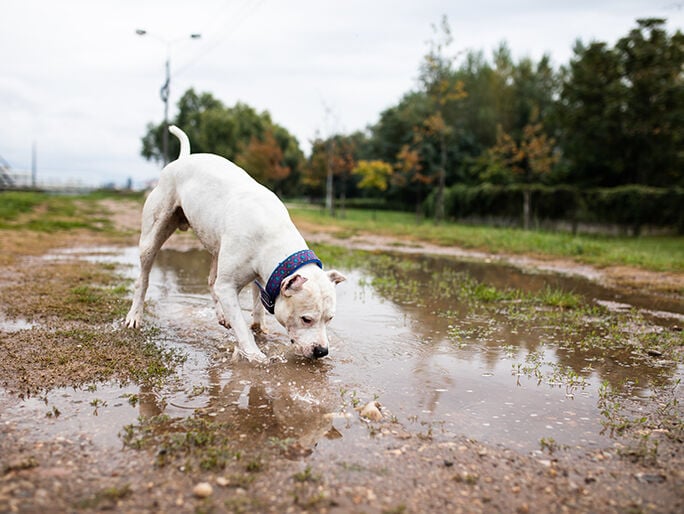 A dog splashing in murky water