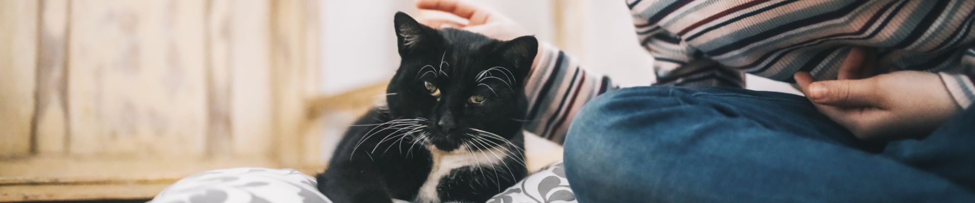 A black and white kitten getting head scratches