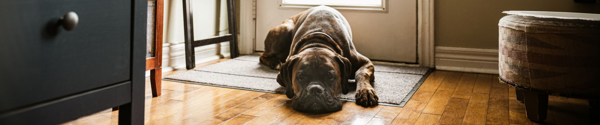 A large brown dog laying by it's doggy door