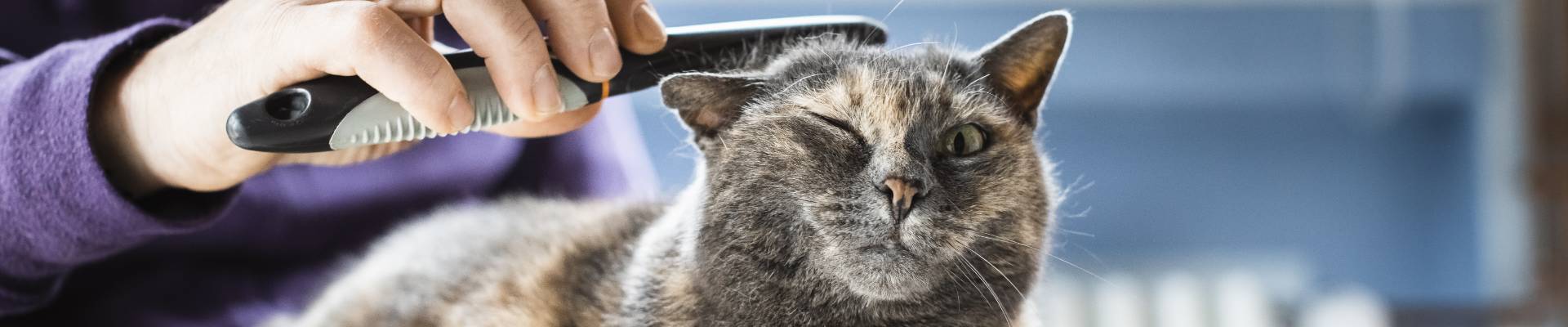 A cat getting its head brushed