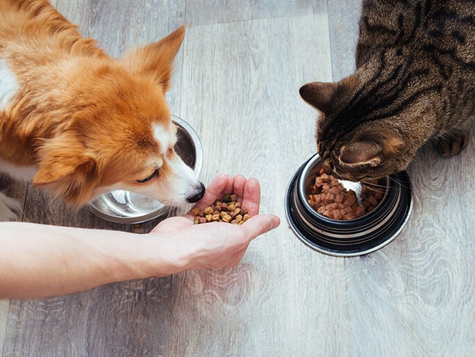 A cat eating out of a food bowl next to a dog eating out of someone's hand
