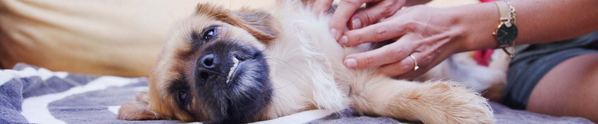 A dog getting its belly rubbed