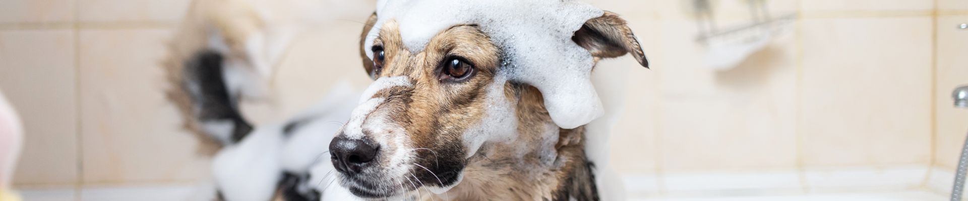 A dog getting a bubble bath