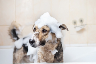 A brown dog covered in soap suds in a bathtub