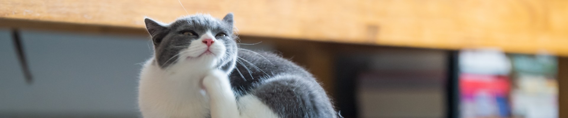 A gray and white cat scratching itself