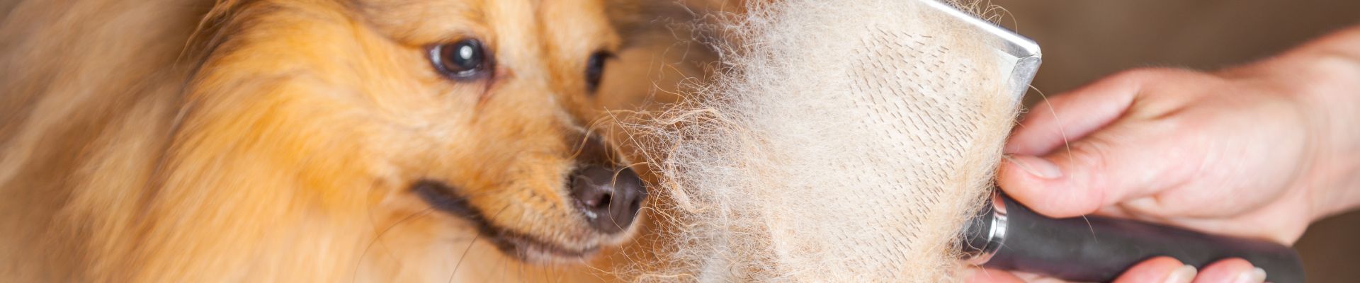 A hairy dog getting brushed