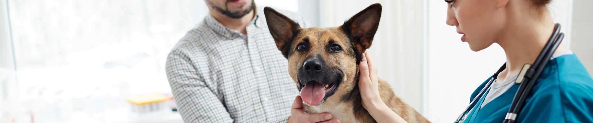 A pointy-eyed dog getting seen by a vet tech