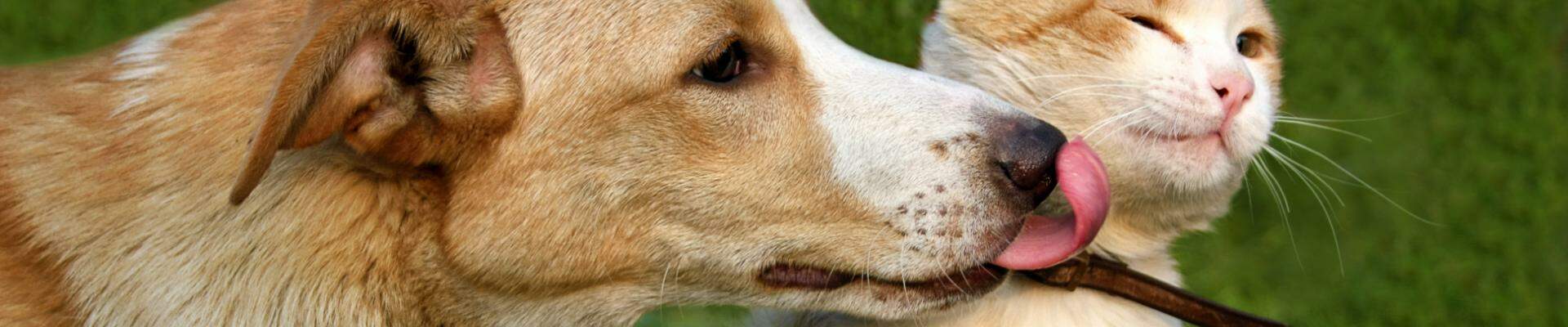 A dog licking a cat in a field