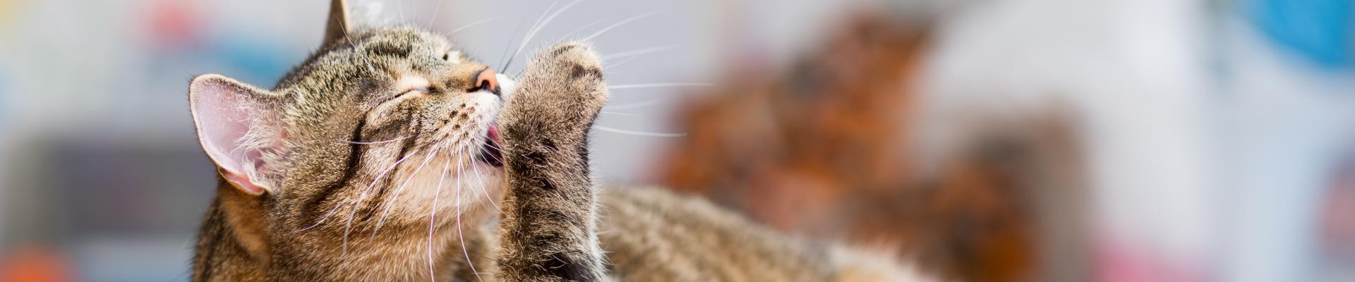 A cat licking the top of its paw