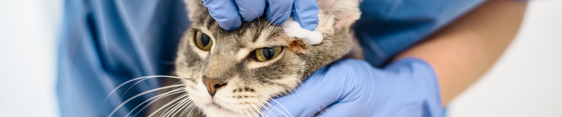 A cat getting its ear cleaned