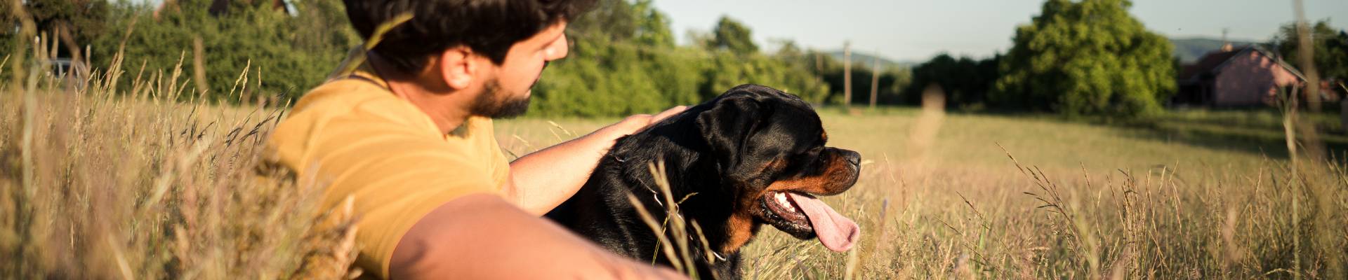 A Rottweiler in a field with its owner