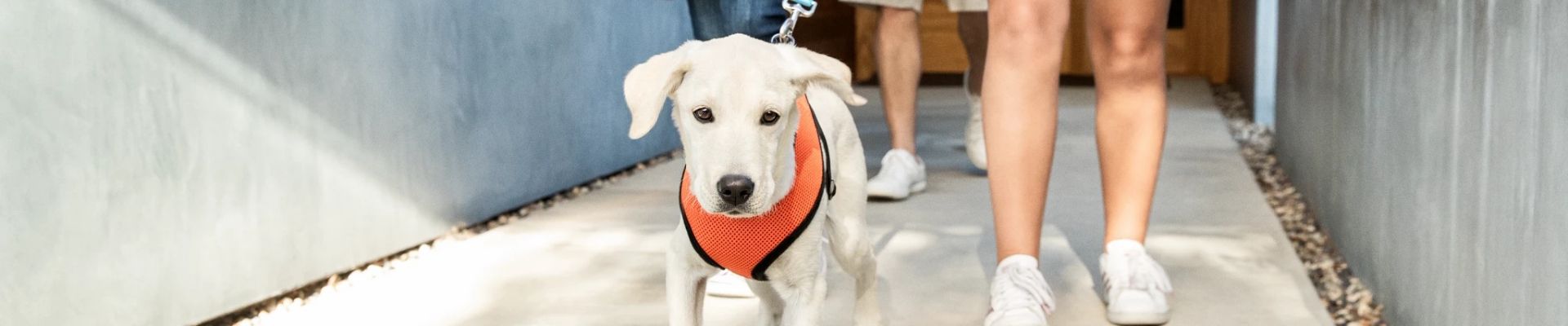 dog going to walking