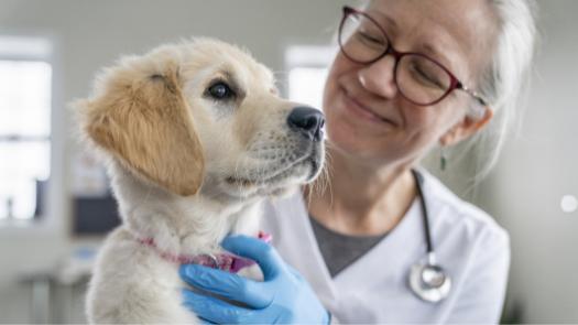 A vet holds and examines a golden retriever puppy