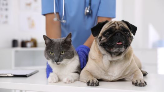 A grey and white cat and a pug at the vet's office