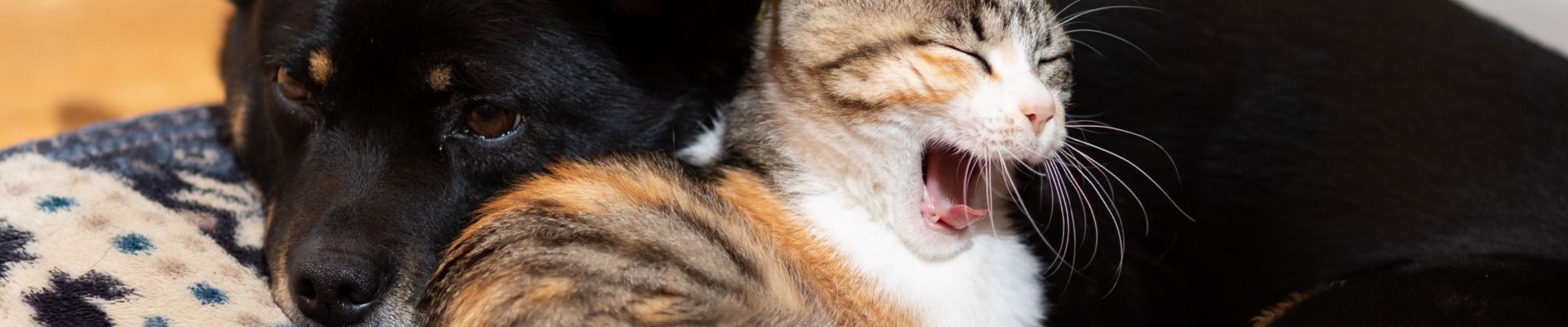 A yawning cat and resting dog laying down