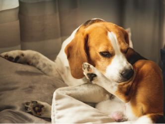 A beagle chewing/itching on its hind leg