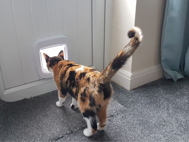 A cat looking out its cat door
