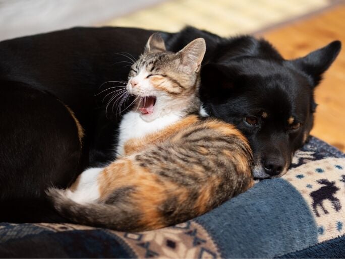 A cat and a large black dog snuggling 