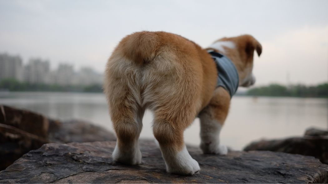 A corgi faces away from the camera and looks at a lake