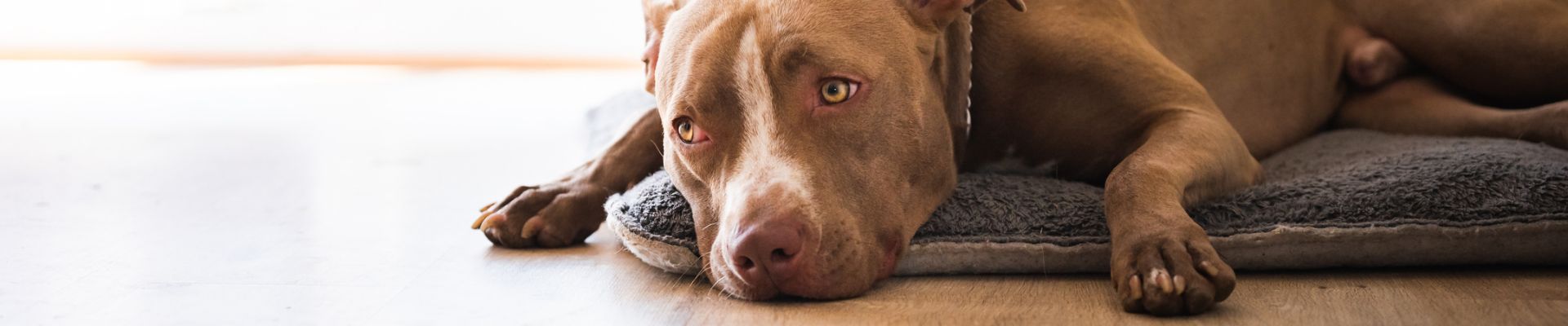 A brown pitbull laying on the ground