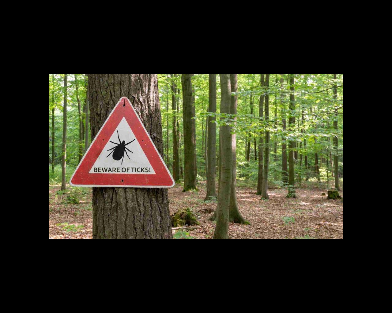 A 'Beware of Ticks' sign in the woods