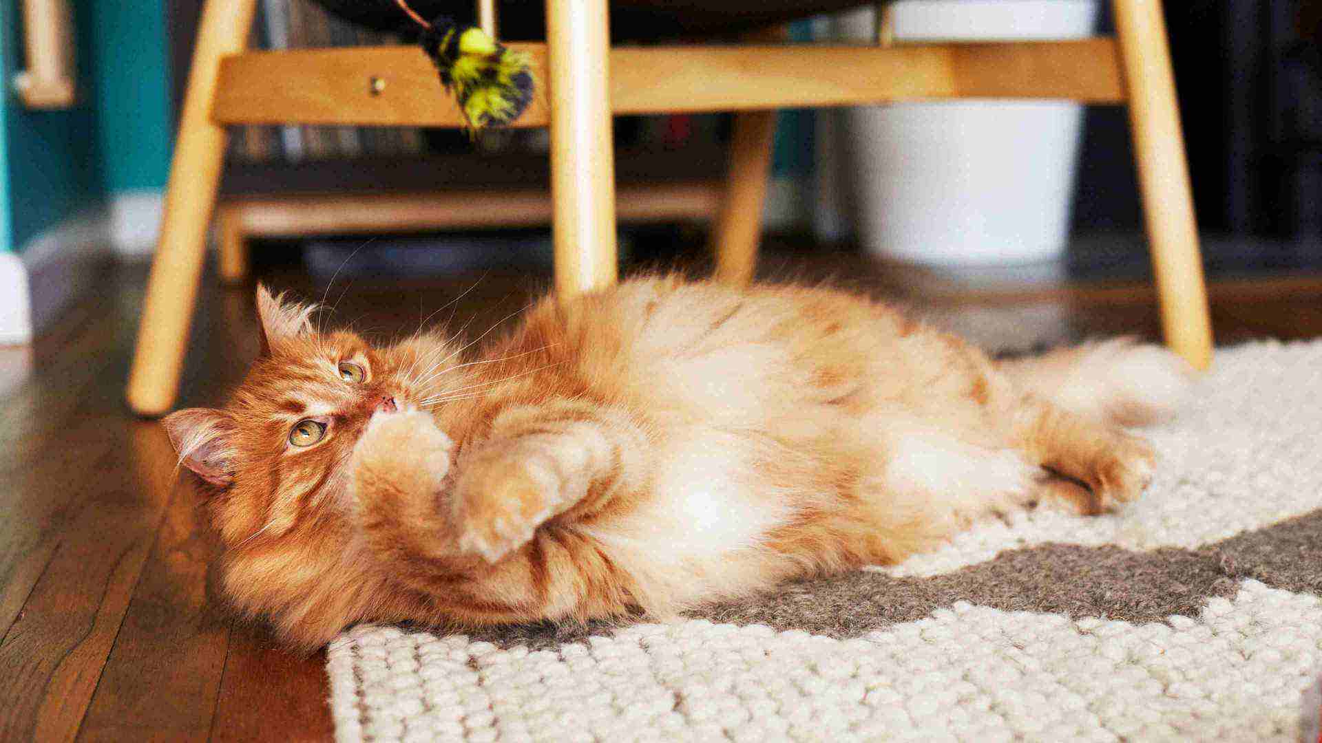 A playful cat lying on the floor