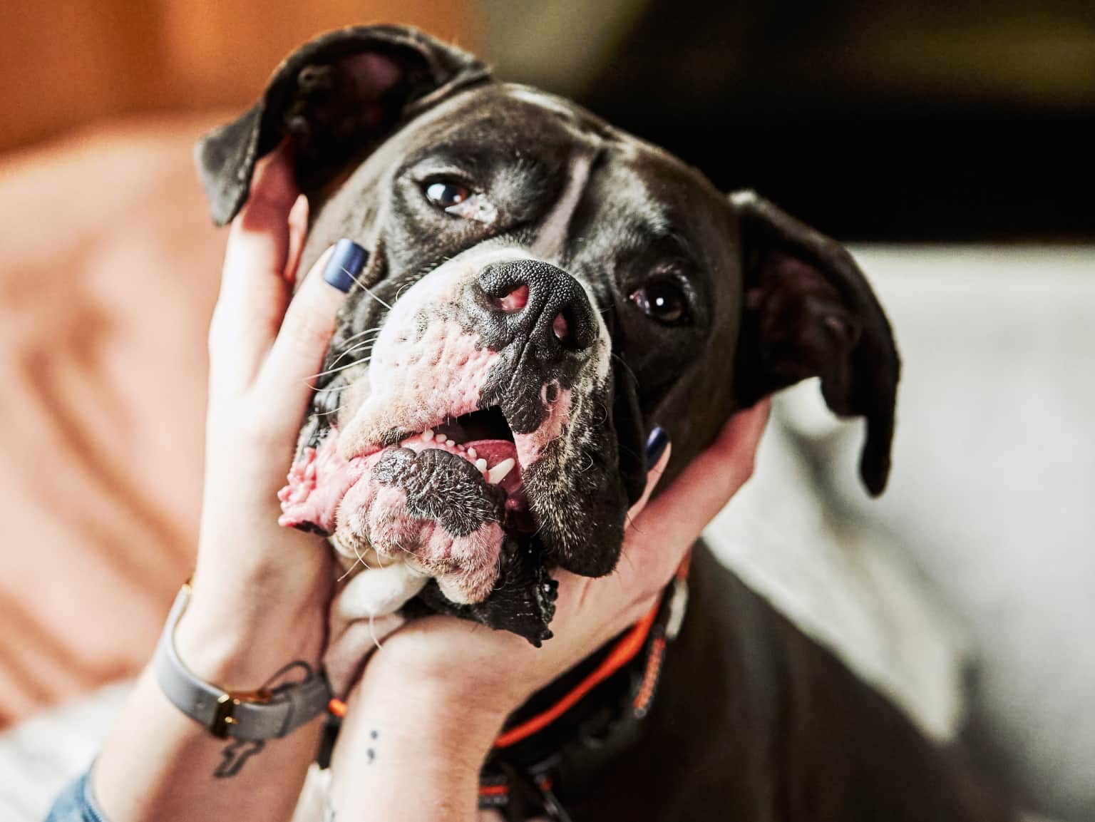 A young lady's hands holding a dog's face