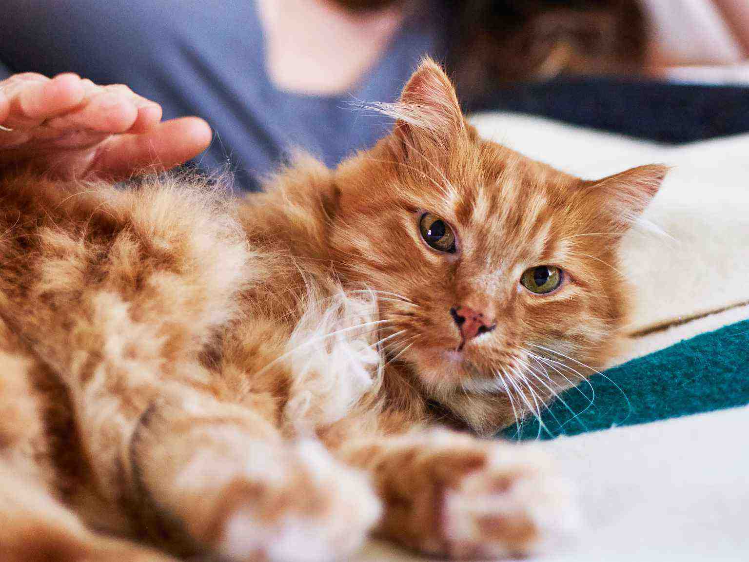A close-up of a woman's hand petting a cat's back