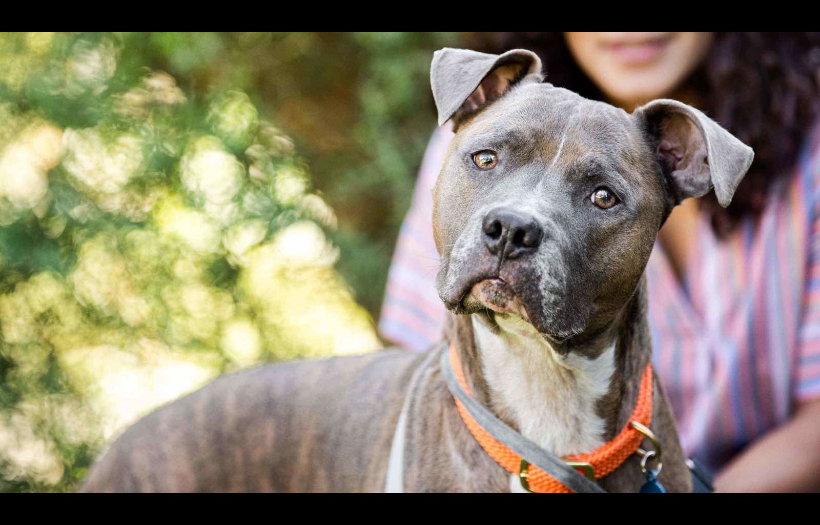 A curious dog looking towards the camera while its owner is seen sitting in the background