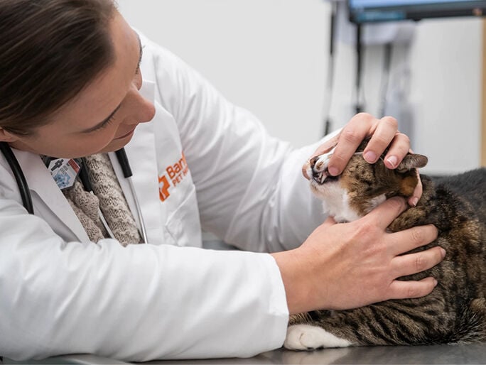 doctor checking cat nose