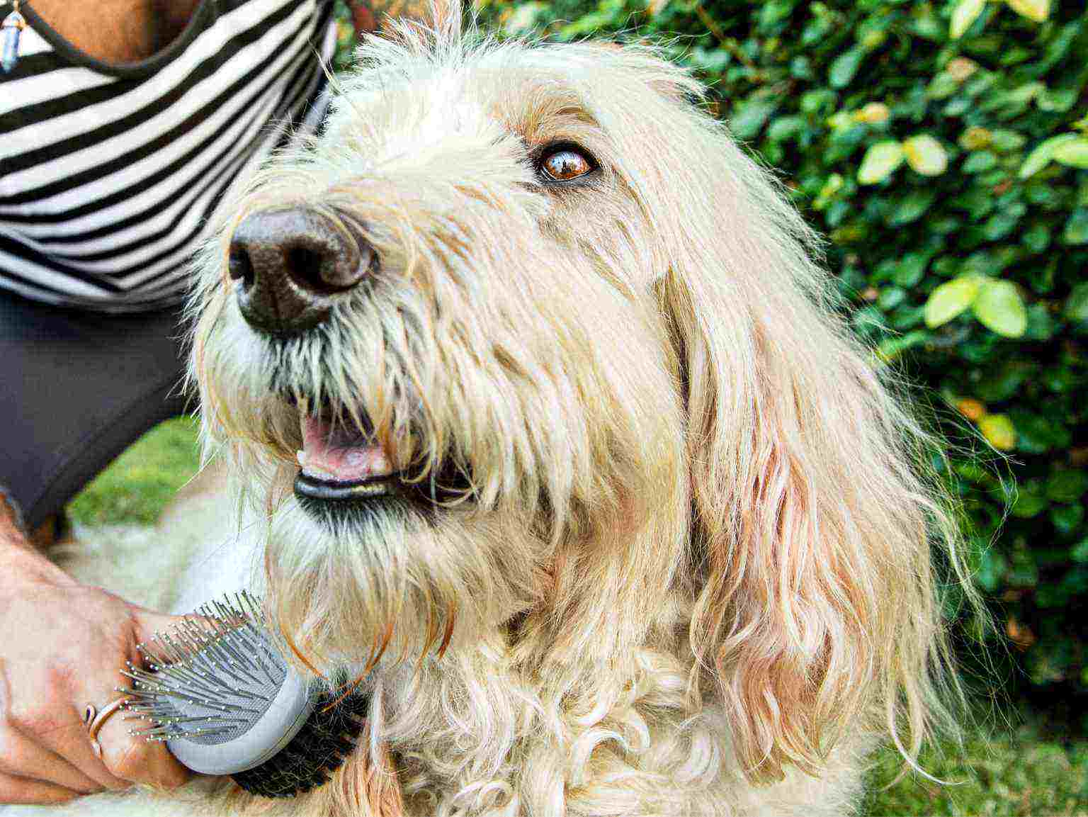 A dog owner scrubbing his big furry dog's hair