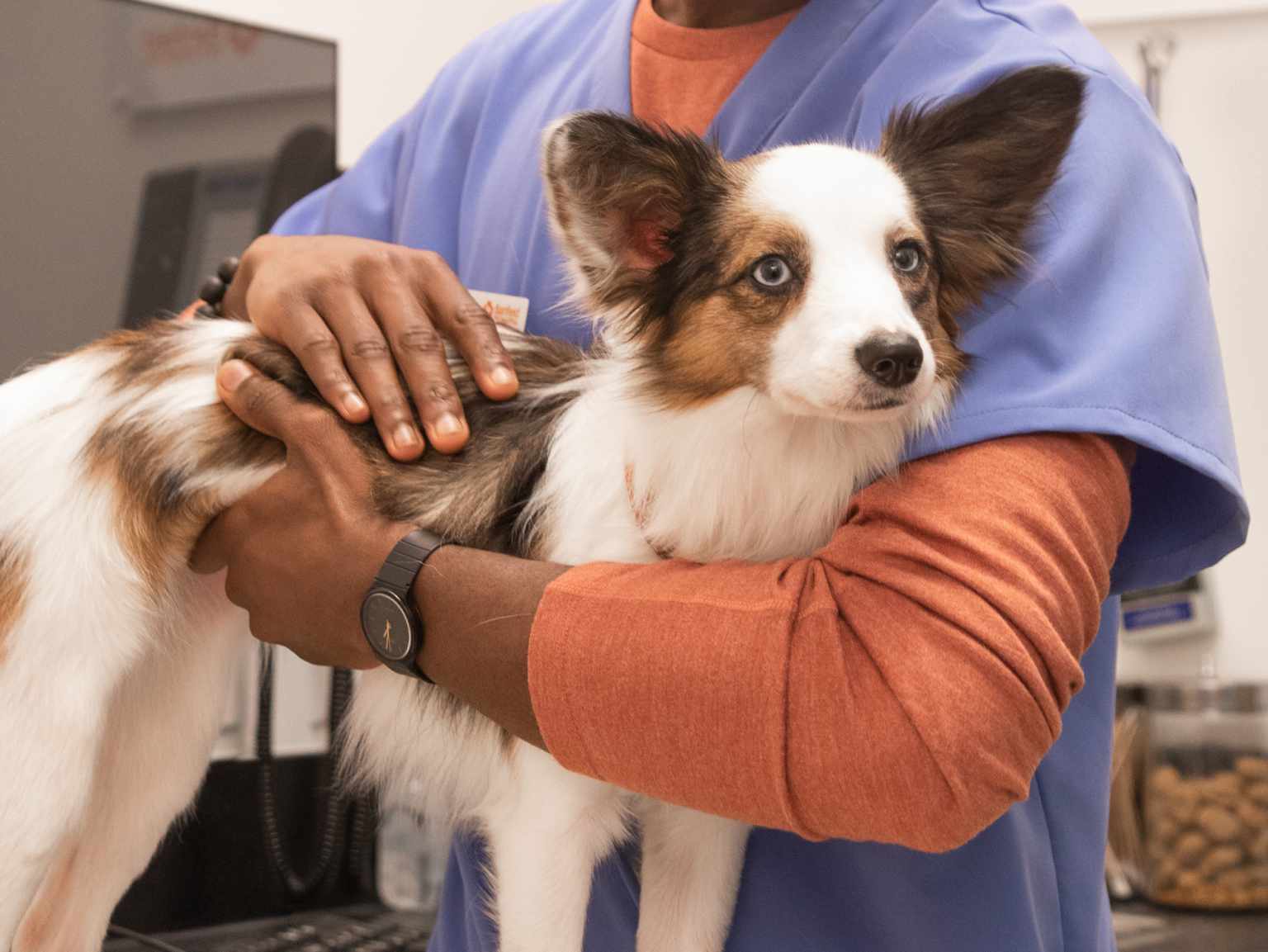 A close-up of the arms of a young male veterinarian holding a dog at the Banfield Pet Hospital