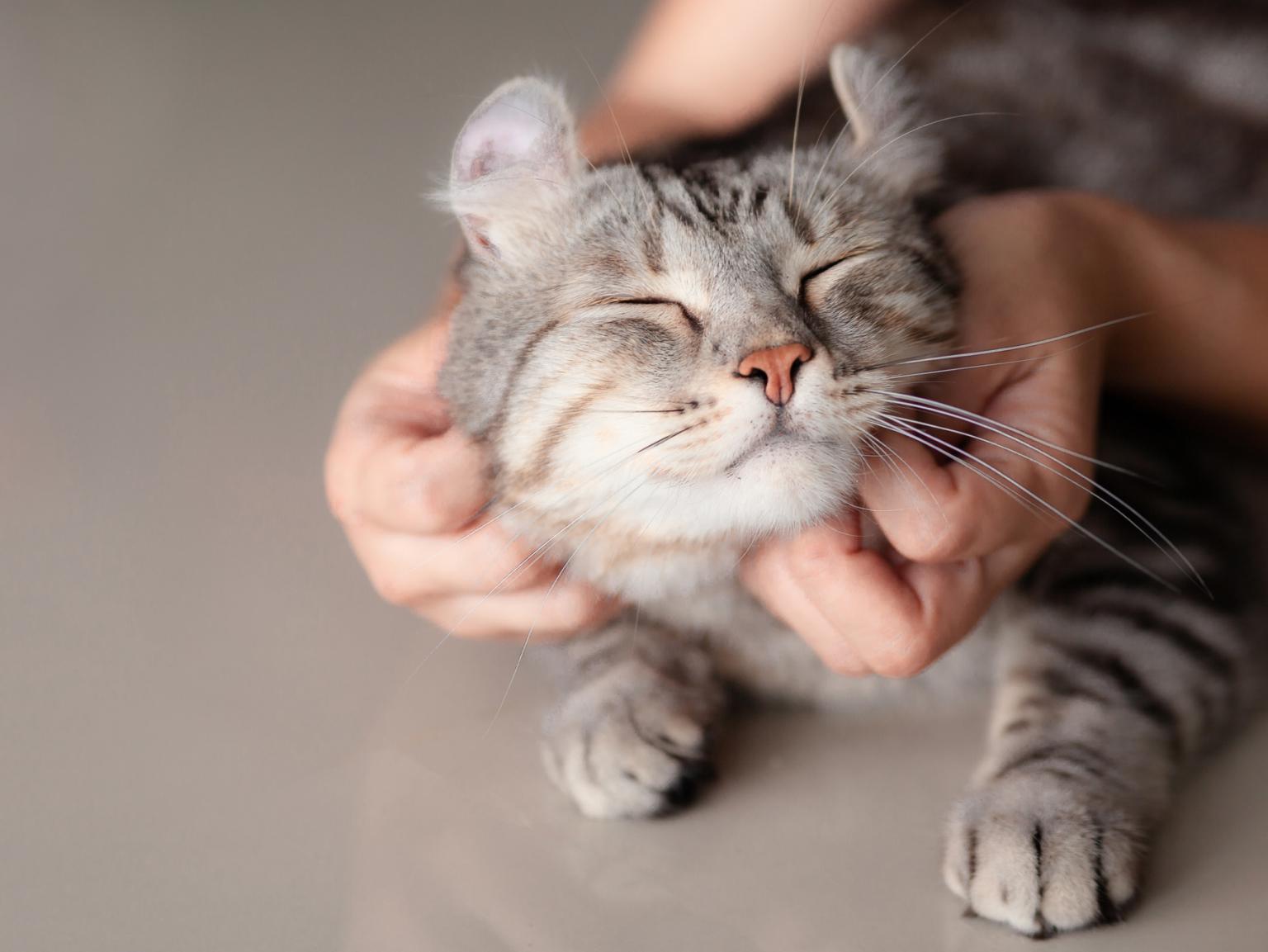 A close-up of a cat owner's hands scratching his grey cat's neck