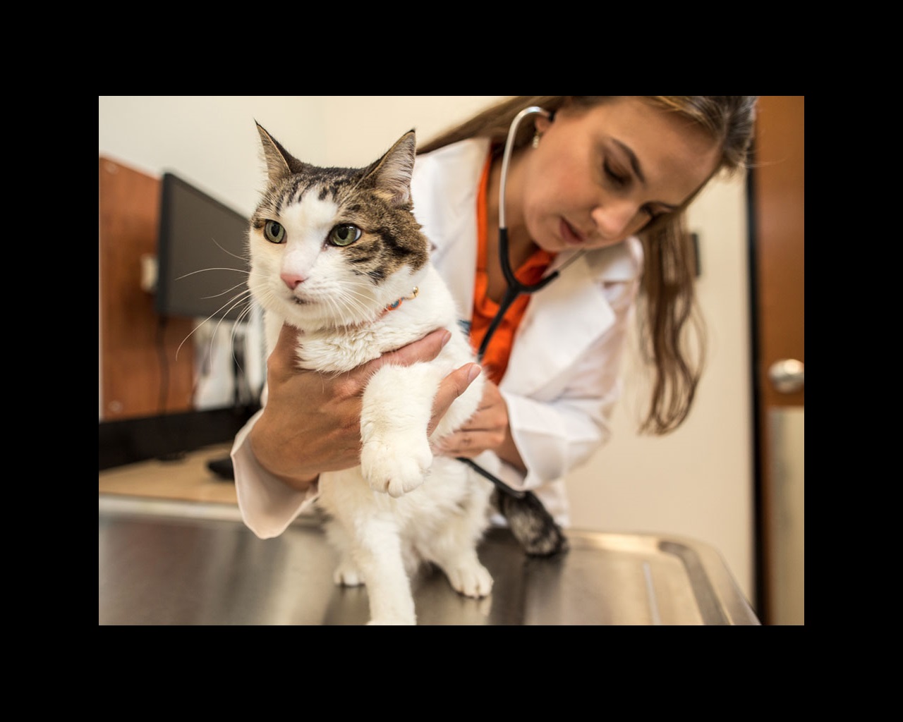 A cat sitting on a veterinary examination table and a young female veterinarian examining the cat using a stethoscope at the Banfield Pet Hospital
