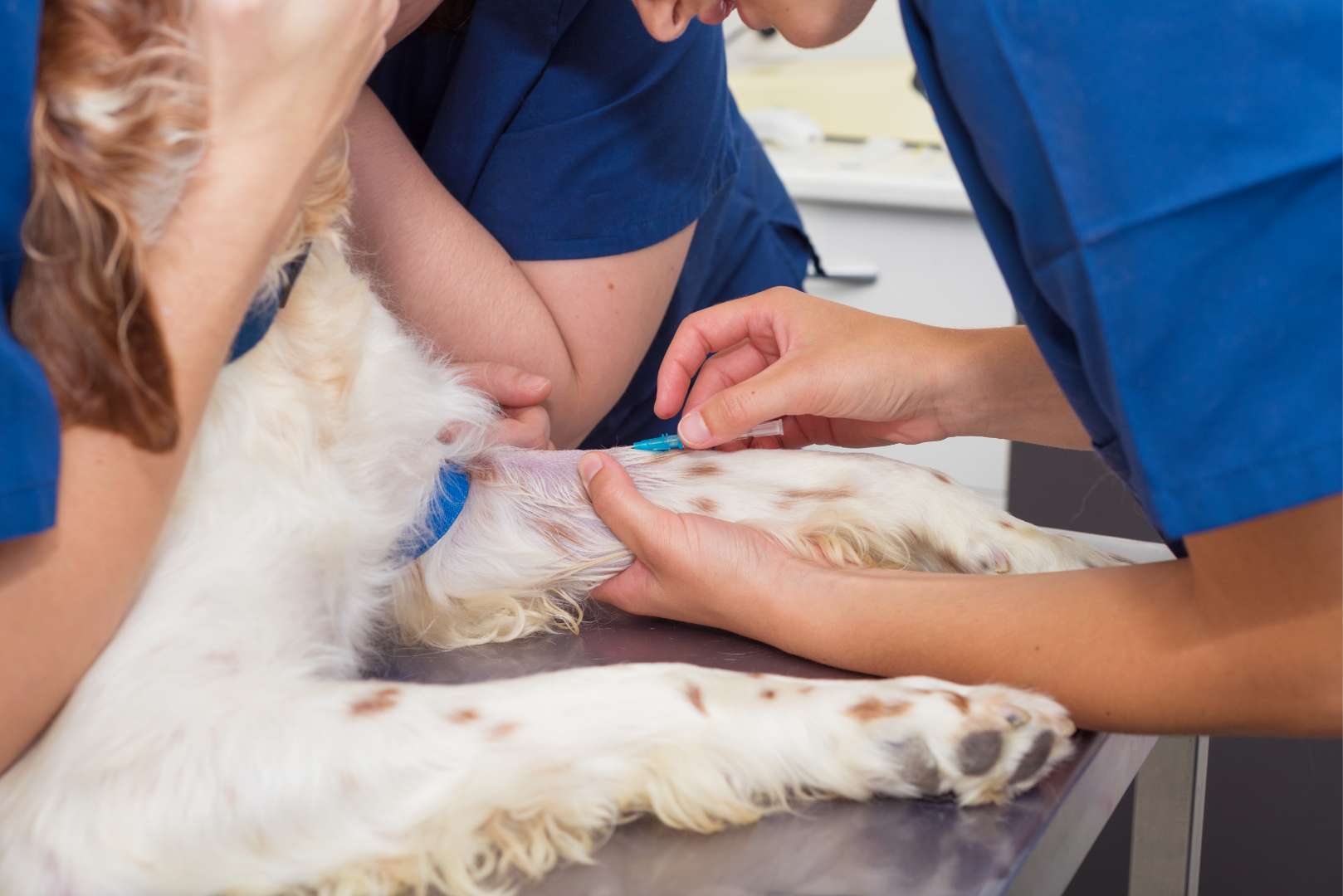 A group of veterinarians placing an intravenous line in a dog at the Banfield Pet Hospital