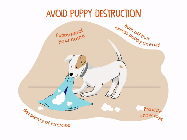 what is bad puppy behavior