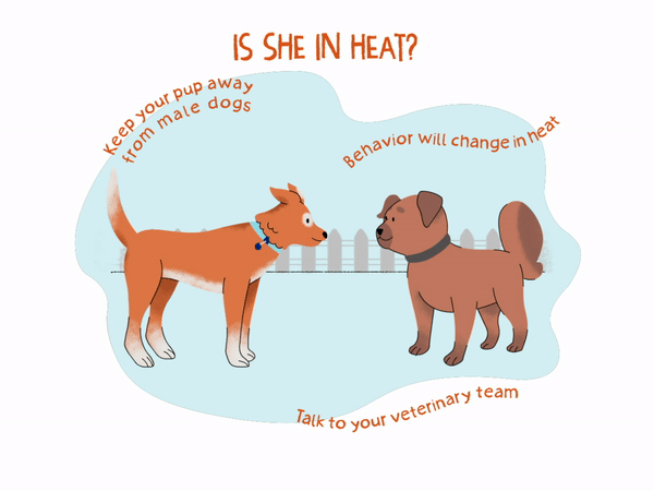 what happens if my dog gets pregnant on her first heat