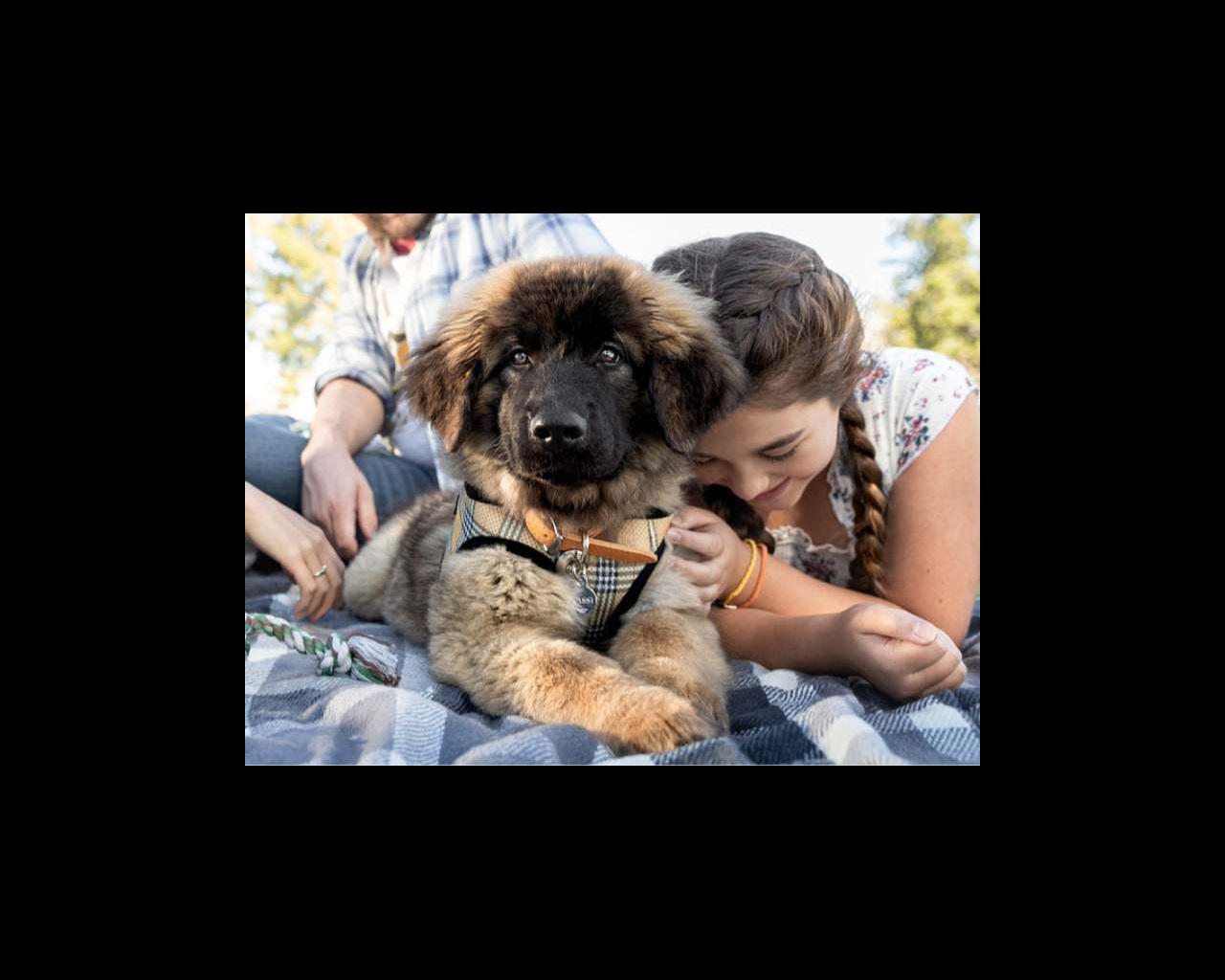 Prepping for a new puppy