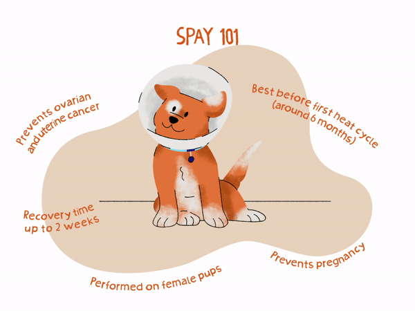 what is the best time to spay a dog