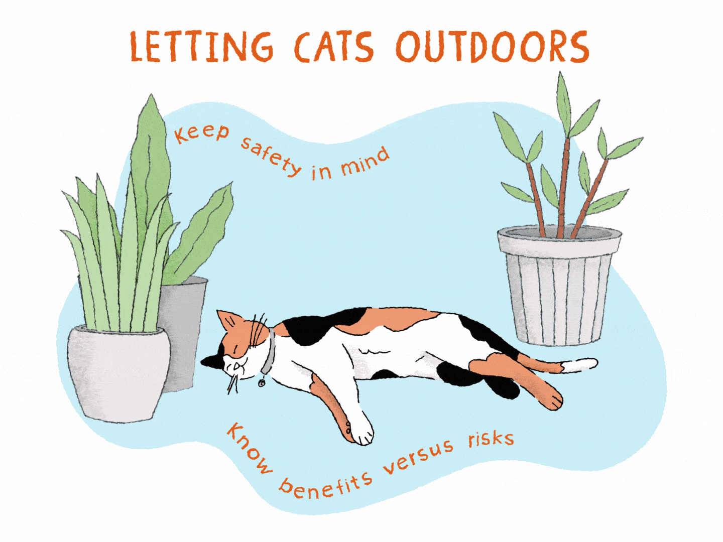 calico cats outside